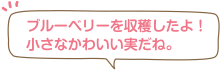 ブルーベリーを収穫したよ！小さなかわいい実だね。